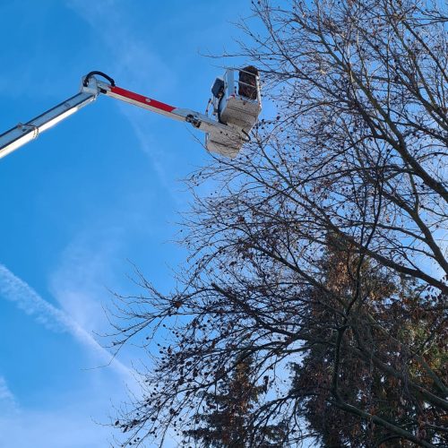 Baumfällung, Baumpflege Sidar Gartenservice GbR