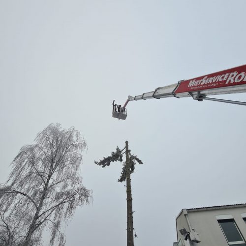 Baumfällung, Baumpflege Sidar Gartenservice GbR
