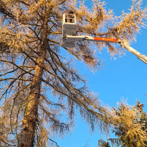 Baumfällung, Baumpflege Sidar Gartenservice GbR