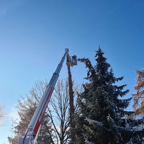 Baumfällung, Baumpflege Sidar Gartenservice GbR