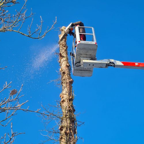 Baumfällung, Baumpflege Sidar Gartenservice GbR