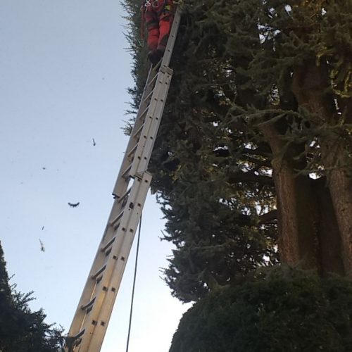 Baumfällung, Baumpflege Sidar Gartenservice GbR