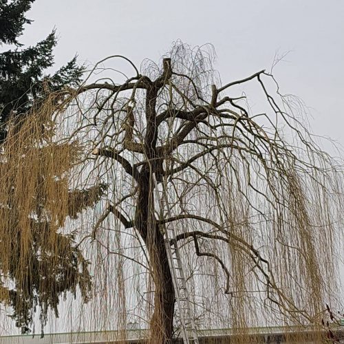 Baumfällung, Baumpflege Sidar Gartenservice GbR