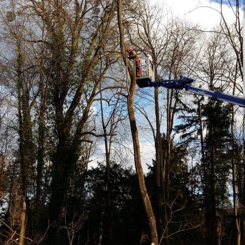 Baumfällung, Baumpflege Sidar Gartenservice GbR